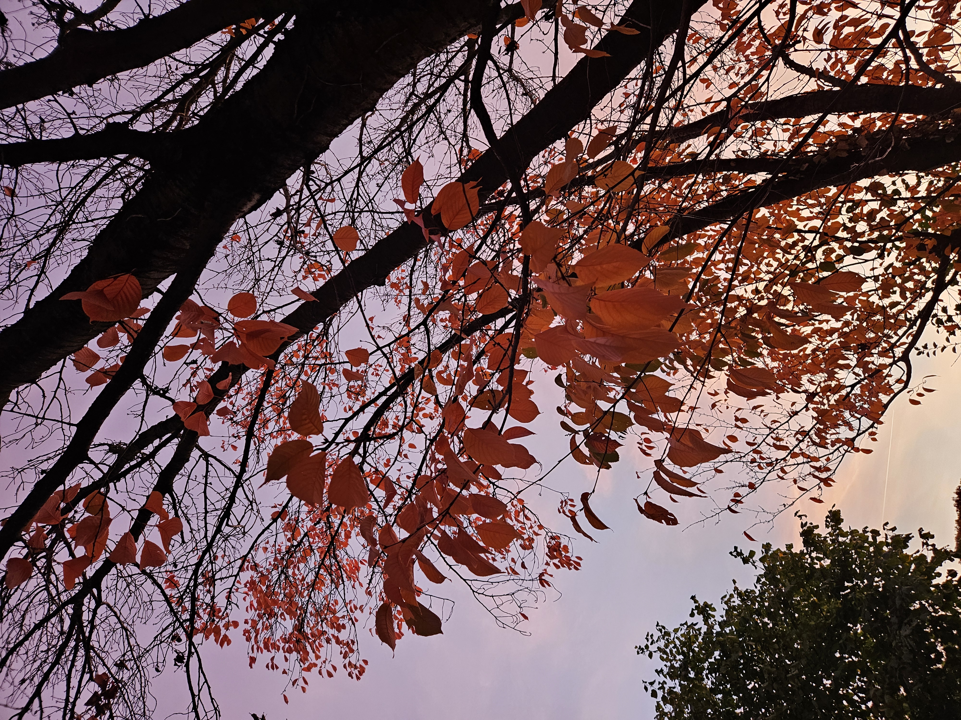 Agents and LLMs in Sustainability field